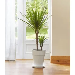 Outlet BOTANIC® Dracaena marginata vert. Le pot de 21 cm