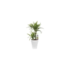 Best BOTANIC® Dracaena warneckei. Le pot de 21 cm