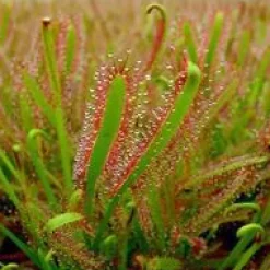 Outlet Drosera Capensis