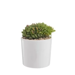 Clearance BOTANIC® Echeveria mix pot émaillé Ø10xH15 cm