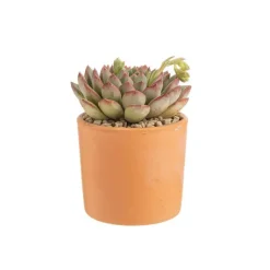 Discount BOTANIC® Echeveria mix pot terre cuite Ø10xH15 cm