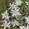 Outlet BOTANIC® Edelweiss - Le pot de 9 x 9 cm