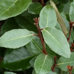 Clearance Elaeagnus Ebbingei (Chalef de Ebbing) 80/100 en pot de 10 L argent