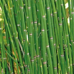 BOTANIC® Equisetum japonicum