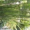 Clearance Equisetum Japonicum 110 cm. Le pot de 3 litres