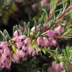 Hot Erica Darleyensis Varié en touffe