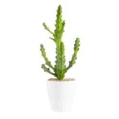 Clearance BOTANIC® Euphorbia mayuranathanii en pot blanc émaillé H 20 x Ø 20 cm