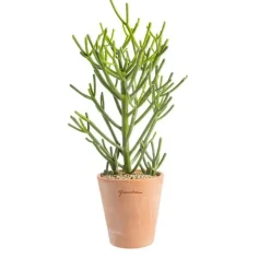 New BOTANIC® Euphorbia tirucalli en pot terre cuite H 20 x Ø 15 cm