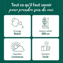 New BOTANIC® Euphorbia tirucalli en pot terre cuite H 20 x Ø 15 cm