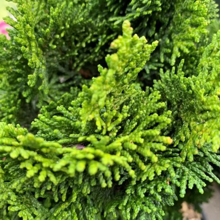 Online Faux cyprès du Japon nain 25/30. Le pot 3 litres