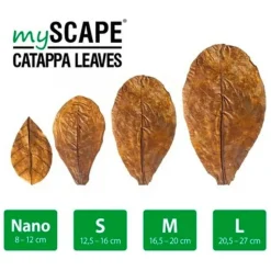 Best BLUE CORAL Feuilles de badamier taille S, ARKA myScape-Catappa - 10 pièces de 12,5/16 cm