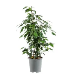 Sale Ficus Benjamina Danielle pyramide pot Ø20xH110 cm
