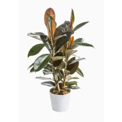 Ficus Elastica Abidjan H 50 cm en pot Ø 20 cm