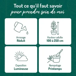 Hot BOTANIC® Ficus elastica Abidjan vert en pot blanc émaillé . Le pot Ø 18 cm