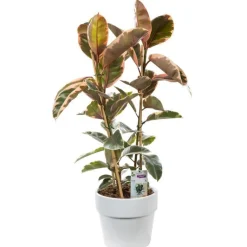 Outlet BOTANIC® Ficus elastica tineke. Le pot de 26 cm