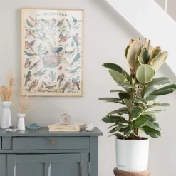 Hot BOTANIC® Ficus elastica Tineke vert 3 pieds en pot blanc émaillé . Le pot Ø 24 cm