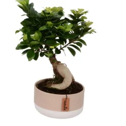 Discount Ficus ginseng avec cache-pot en céramique Ø 18cm