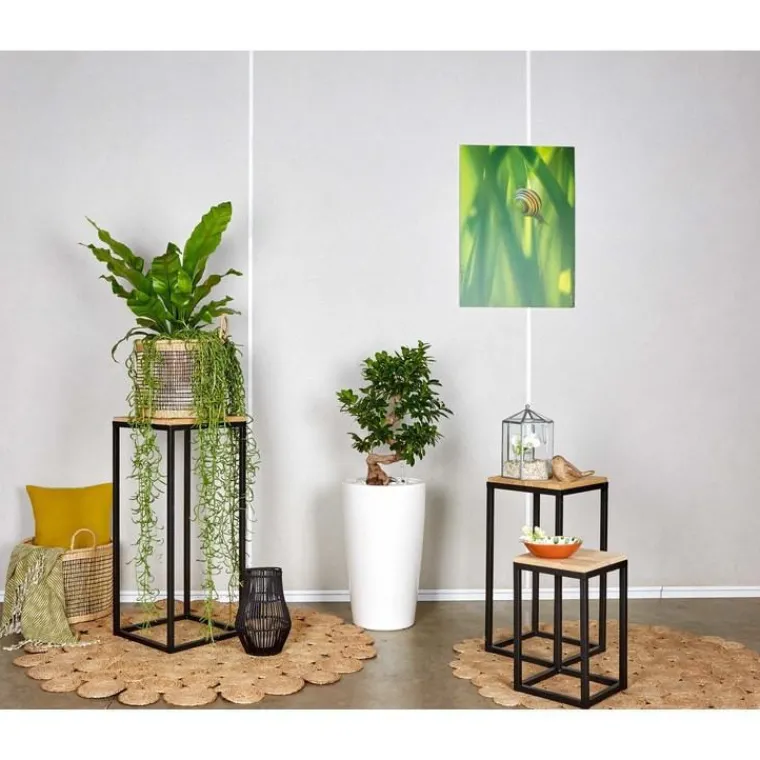 Online Ficus ginseng S-Type et son pot Rondo premium Ø 32 blanc