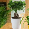 Discount Ficus Microcarpa Ginseng + cp