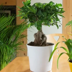 Discount Ficus Microcarpa Ginseng + cp