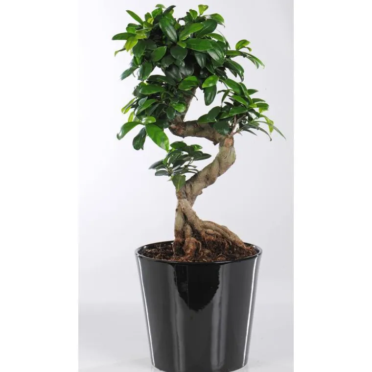 Discount Ficus Microcarpa Ginseng + cp