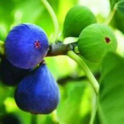 BOTANIC® Figuier Ronde De Bordeaux Bio. Le pot de 12 litres