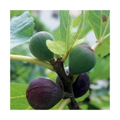 BOTANIC® Figuier Sultane. Le pot de 12 litres