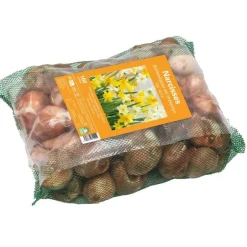 New BOTANIC® Filet de narcisse botanique - 100 bulbes