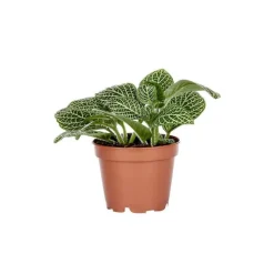 Sale Fittonia en pot Ø 5/6 cm