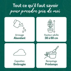 Clearance BOTANIC® Fougère nephrolepis green lady. Le pot de 18 cm