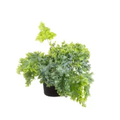 Fougère Phlebodium (Polypode doré). Le pot Ø 17 cm avec cache-pot en céramique