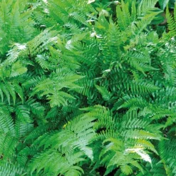 Sale BOTANIC® Fougère vivace Dryopteris - Le pot de 9 x 9 cm