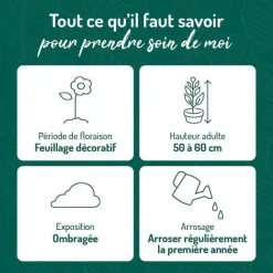 Sale BOTANIC® Fougère vivace Dryopteris - Le pot de 9 x 9 cm