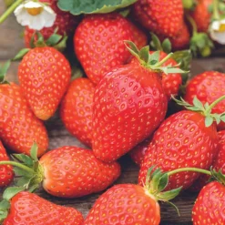 Outlet BOTANIC® Fraisier 'Anabelle' Bio. La motte de 7x7 cm