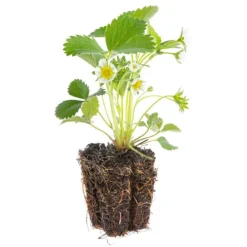 Outlet BOTANIC® Fraisier 'Anabelle' Bio. La motte de 7x7 cm