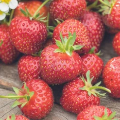 BOTANIC® Fraisier 'Anaïs' Bio. La motte de 7x7 cm