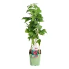 Online BOTANIC® Framboisier Autumn Bliss Bio. Le pot de 5 litres