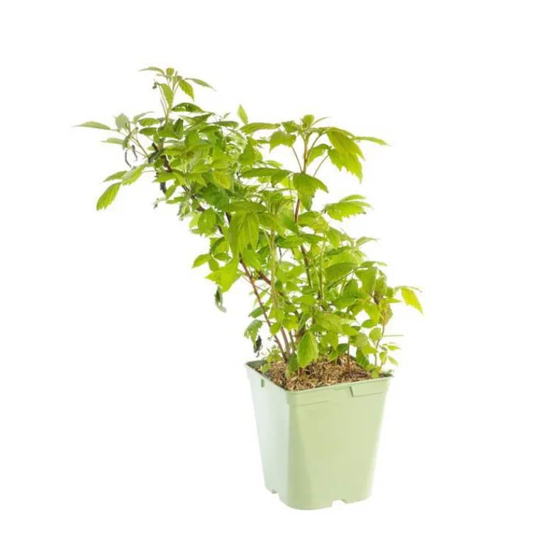 Online BOTANIC® Framboisier Autumn Bliss Bio. Le pot de 5 litres
