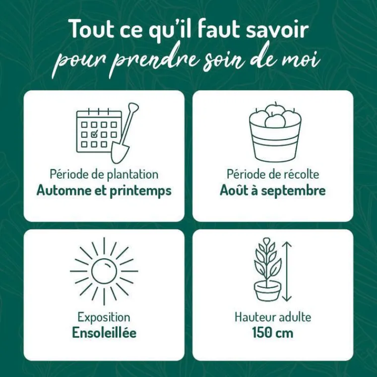 Online BOTANIC® Framboisier Autumn Bliss Bio. Le pot de 5 litres