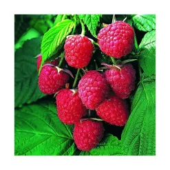 Online BOTANIC® Framboisier Autumn Bliss Bio. Le pot de 5 litres