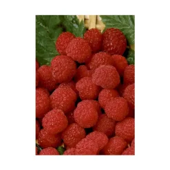 Outlet BOTANIC® Framboisier Belle De Malicorne®. Le pot de 5 litres