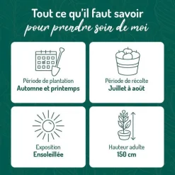 Clearance BOTANIC® Framboisier Glen Ample Bio. Le pot de 2 litres