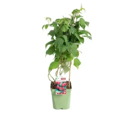 Online BOTANIC® Framboisier Willamette Bio. Le pot de 5 litres