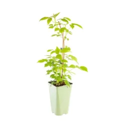 Hot BOTANIC® Framboisier Willamette Bio. Le pot de 2 litres