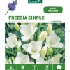 Sale BOTANIC® Freesia Simple blanc - 15 bulbes