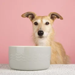 Sale SCRUFFS Gamelle d'eau pour chien coloris gris en grès Icon – 20 x 20 x 10,5 cm