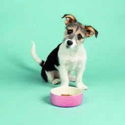 Discount SCRUFFS Gamelle pour chiot, chaton, lapin et cochon d'Inde coloris rose en grès ma première gamelle – 13 x 13 x 5 cm