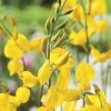 BOTANIC® Genêt d’Espagne jaune. Le pot de 3 litres