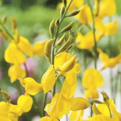 BOTANIC® Genêt d’Espagne jaune. Le pot de 3 litres