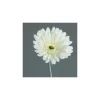 Hot Gerbera artificiel